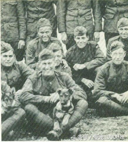 给宠物取一个有寓意的名字,宠物起个有意思的名字大全