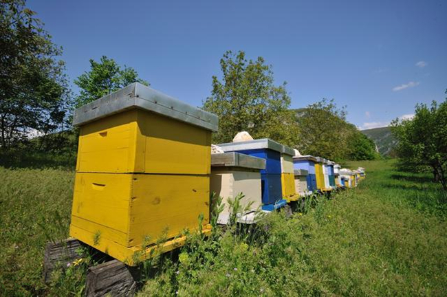 蜜蜂多箱体养殖技术讲解,多箱体叠加式养蜂法