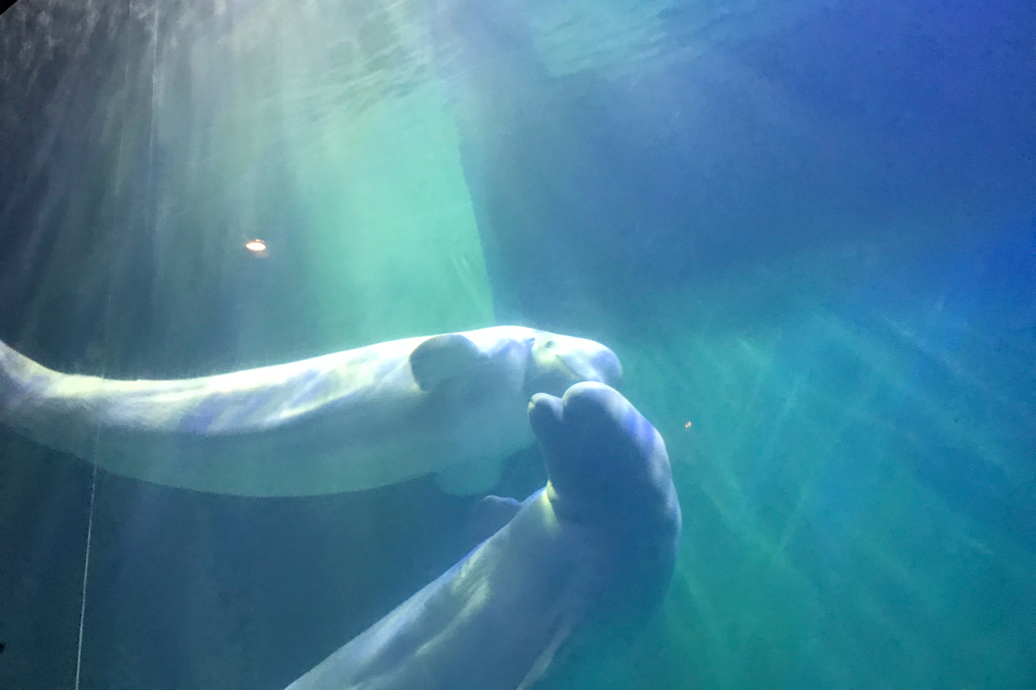 圣亚海洋世界和大连老虎滩哪个好,大连圣亚海洋世界春节门票