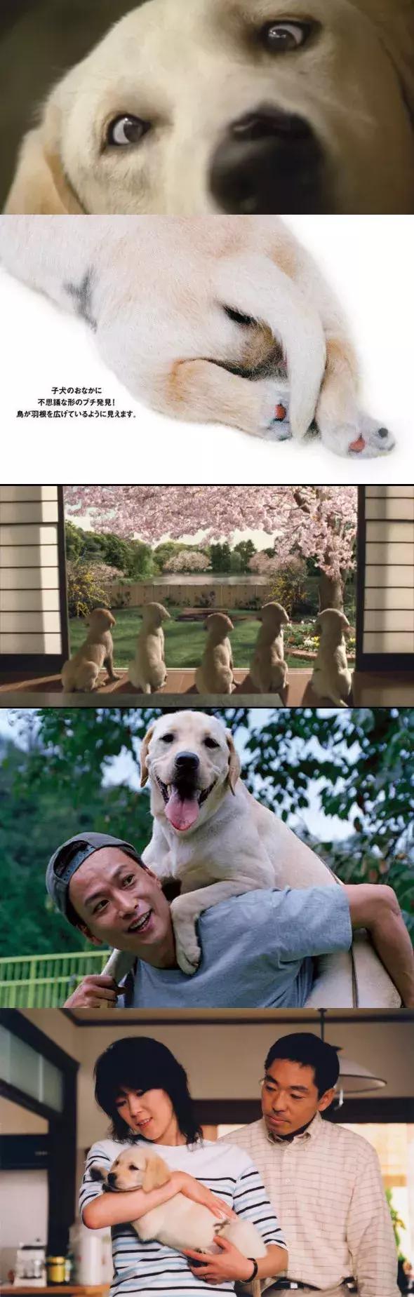 十大最经典的狗狗电影,十部最催人泪下的狗狗电影