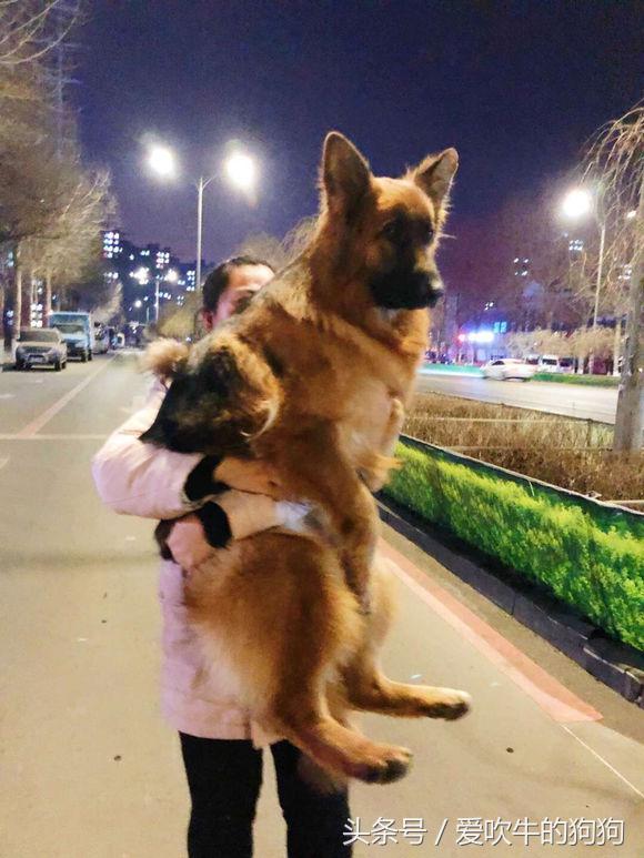 长毛德牧是纯种还是短毛,长毛德牧能当宠物犬养吗