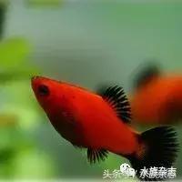 养红箭的技巧,快来测一测你未来会养什么宠物