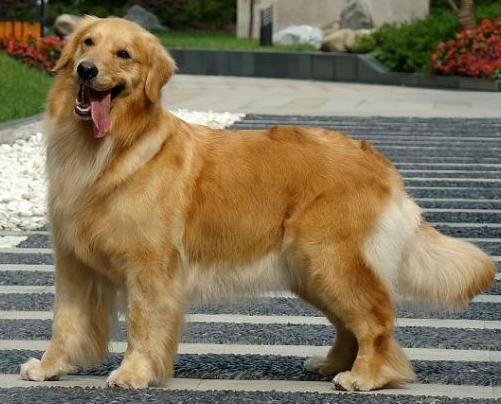 了解狗狗的十大冷知识,狗年狗狗的运势怎么样