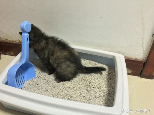 撸猫日记100例,撸猫日记猫咪