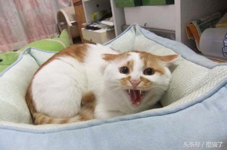 撸猫日记100例,撸猫日记猫咪