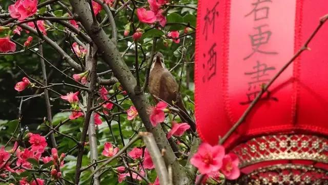 海棠花全部盛开,中国最大的海棠花观赏地