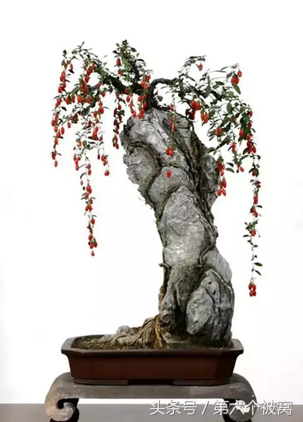 芽叶枝花都可赏，北国红豆亦相思