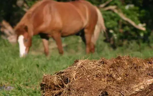 鸡粪牛粪羊粪还有马粪哪个营养好,羊粪牛粪猪粪鸡粪哪种好
