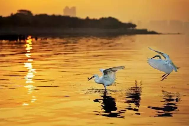 深圳旅游免费全攻略,深圳旅游指南最新版全文解读