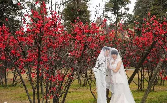 海棠花全部盛开,中国最大的海棠花观赏地