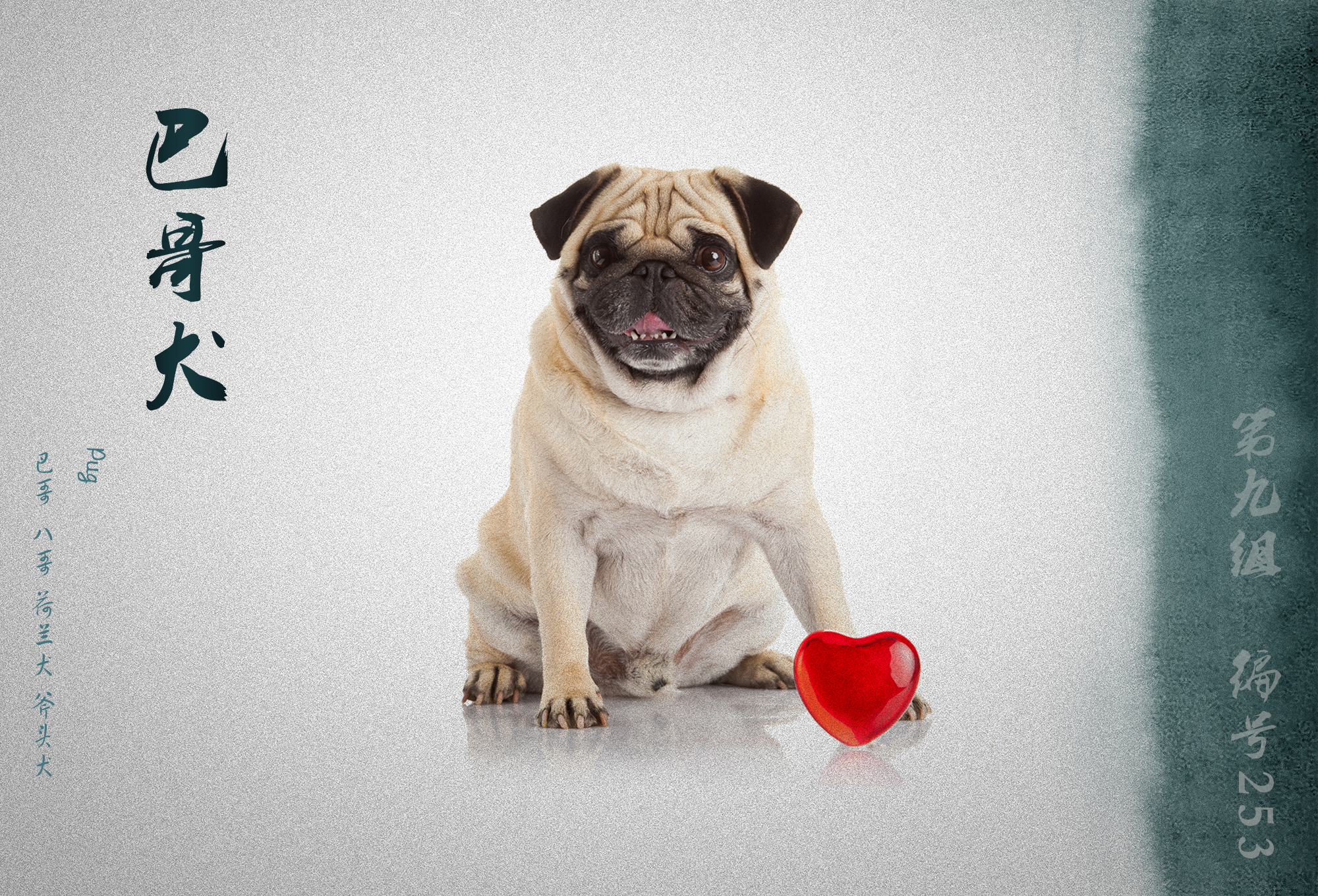 中国被fci认可的犬,被国际承认的中国犬