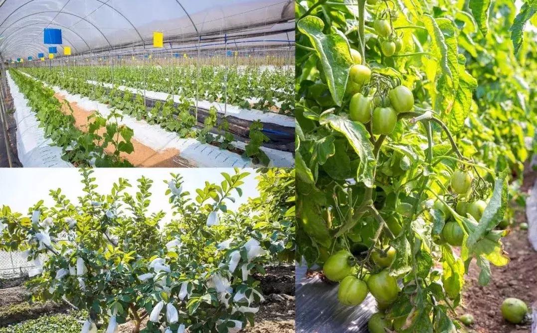 番禺农家乐一日游最佳地点,广州番禺亲子游农庄