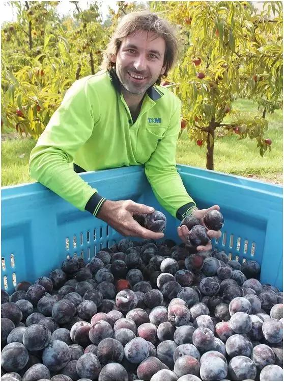 能减肥的水果燕麦,抗衰老防痴呆水果