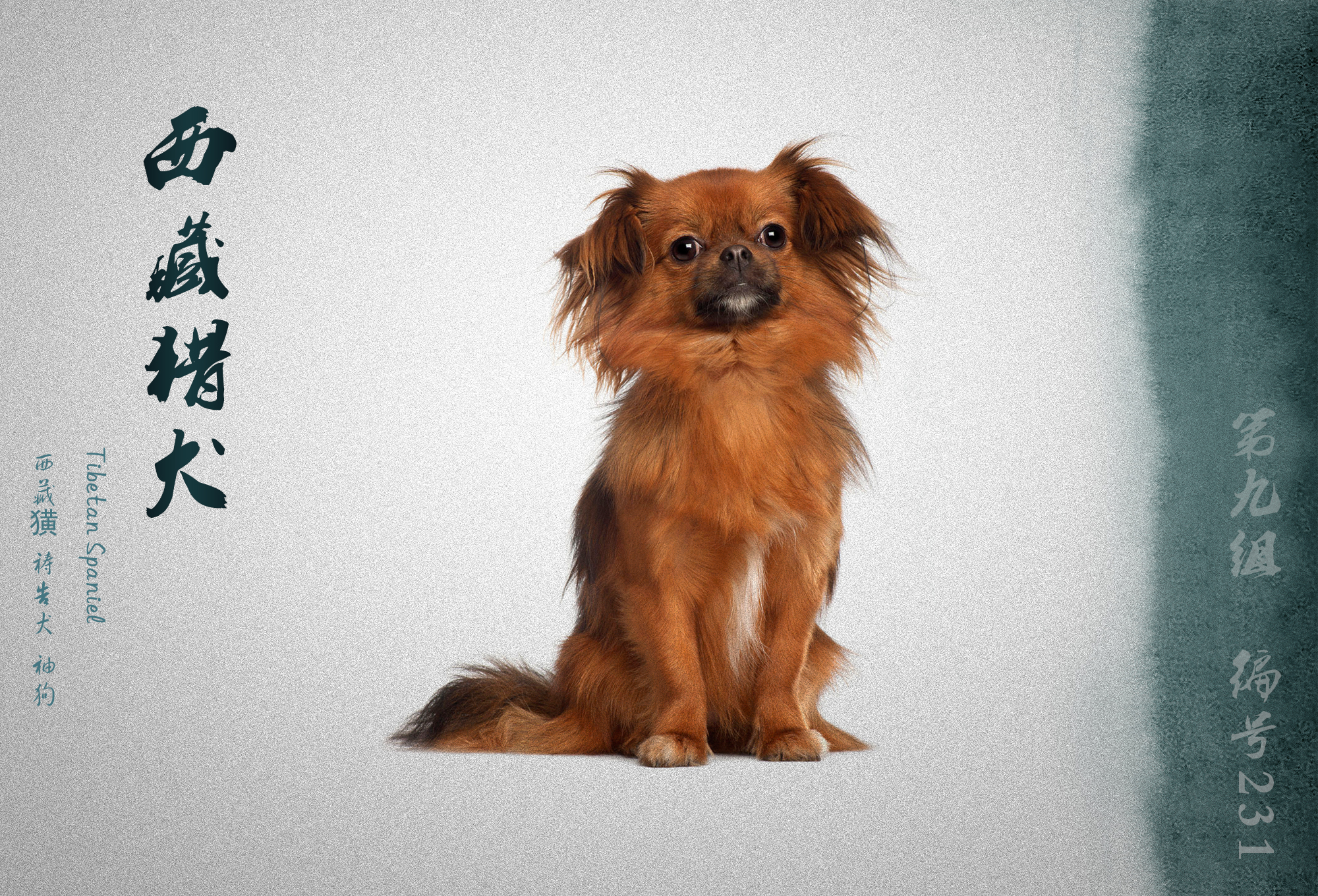 中国被fci认可的犬,被国际承认的中国犬