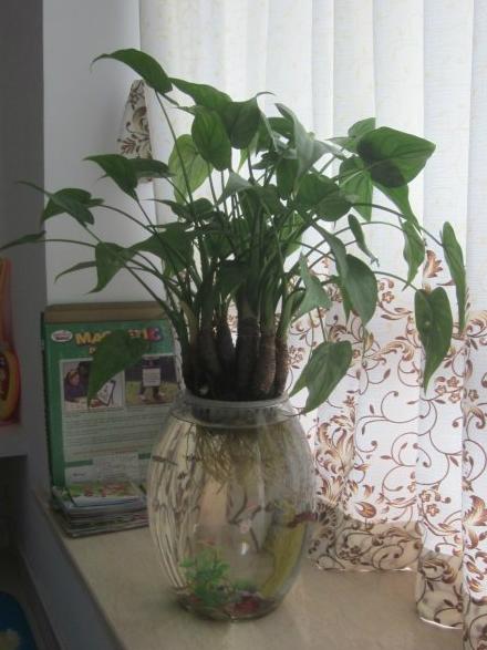 滴水观音老桩水培,养不死的水培滴水观音