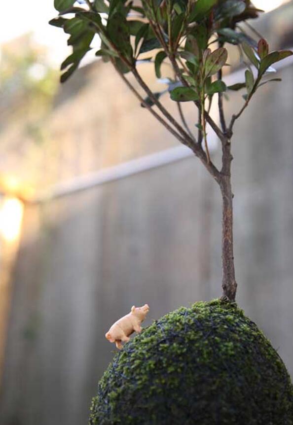 苔藓球植物养殖方法,苔藓球种植方法视频