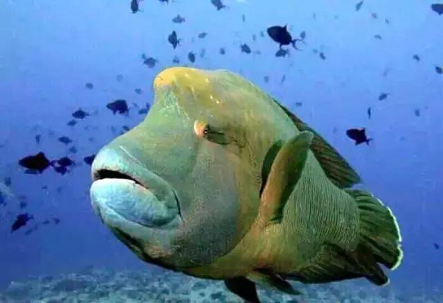 帕劳群岛隐藏攻略,帕劳旅游的优点和缺点