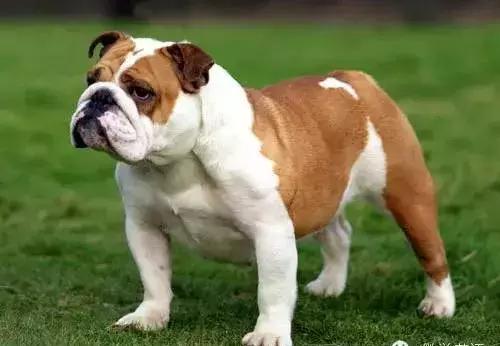 狗年了你知道狗的种类有哪些吗,忠诚的十种狗品种名字及图片