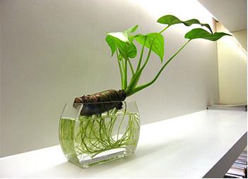 滴水观音老桩水培,养不死的水培滴水观音