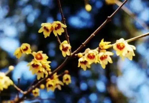 北京冬季看梅花,冬天北京哪里能够赏梅花