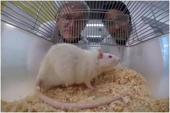 能减肥的水果燕麦,抗衰老防痴呆水果