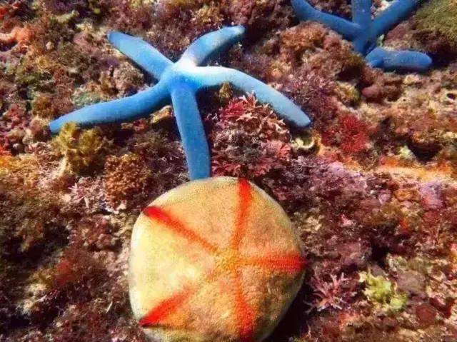 帕劳群岛隐藏攻略,帕劳旅游的优点和缺点