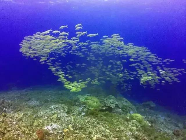 帕劳群岛隐藏攻略,帕劳旅游的优点和缺点