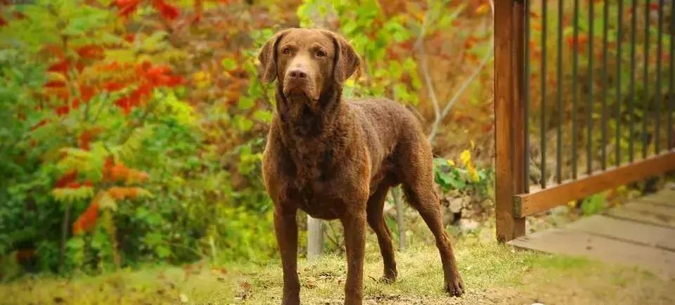 狗年了你知道狗的种类有哪些吗,忠诚的十种狗品种名字及图片