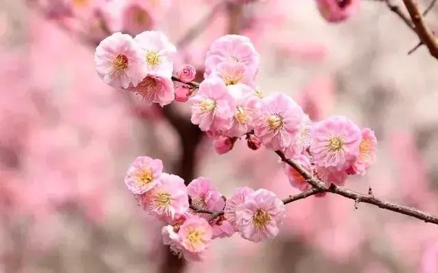 北京冬季看梅花,冬天北京哪里能够赏梅花