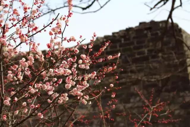 北京冬季看梅花,冬天北京哪里能够赏梅花