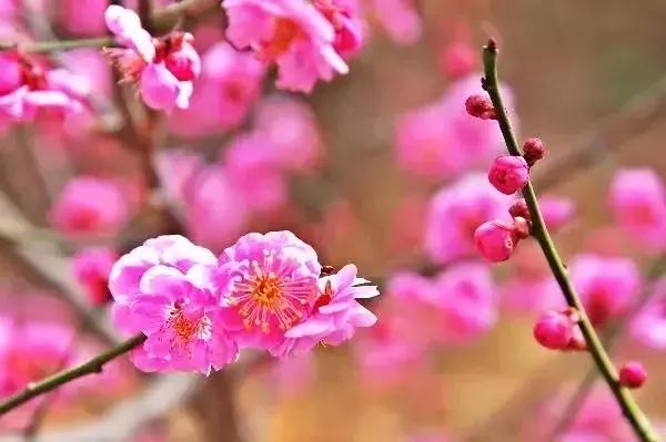 北京冬季看梅花,冬天北京哪里能够赏梅花