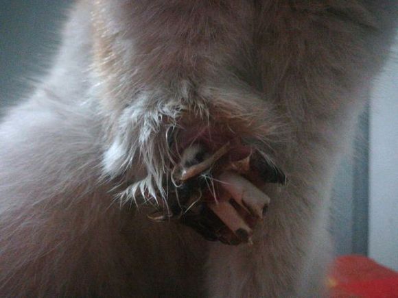 猫咪贪玩彻夜未归，主人深夜寻找，开门的那一刻忍不住哭了！