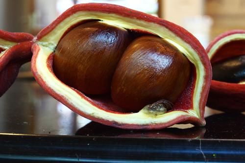 凤眼果种植几年才结果,凤眼果树的种植方法