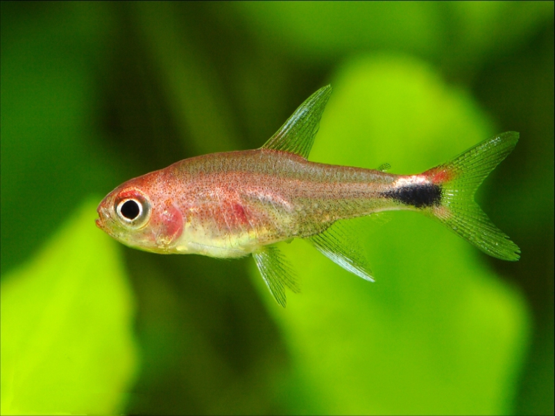 热带小型观赏鱼灯光,小型热带鱼水草灯