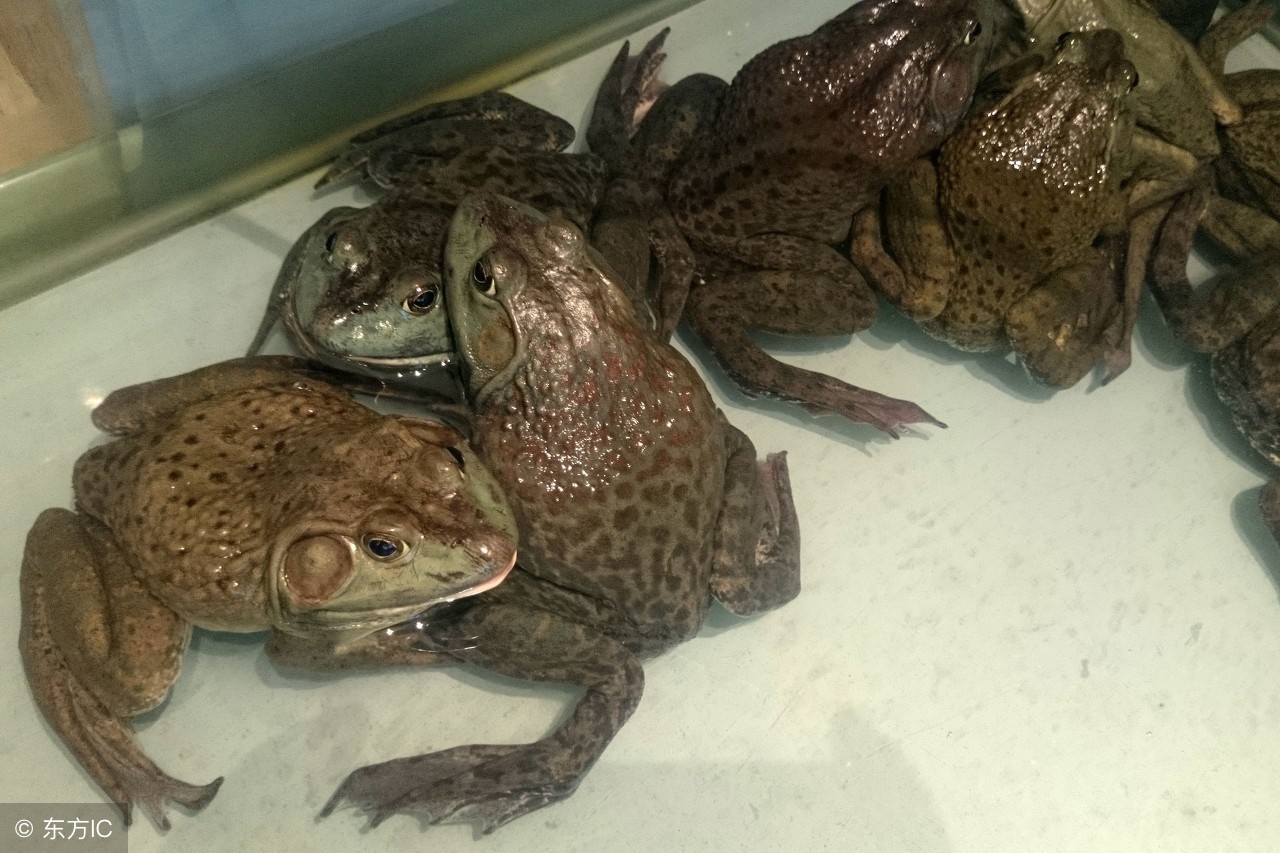 养牛蛙的前景和利润如何,养牛蛙到底赚不赚钱