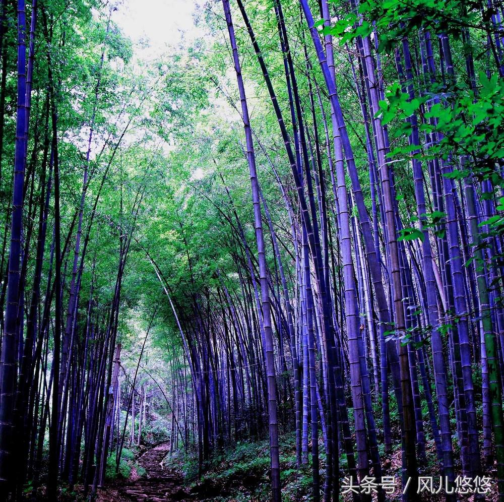 罗汉竹竹笋的功效与功能,毛竹麻竹箭竹楠竹的区别