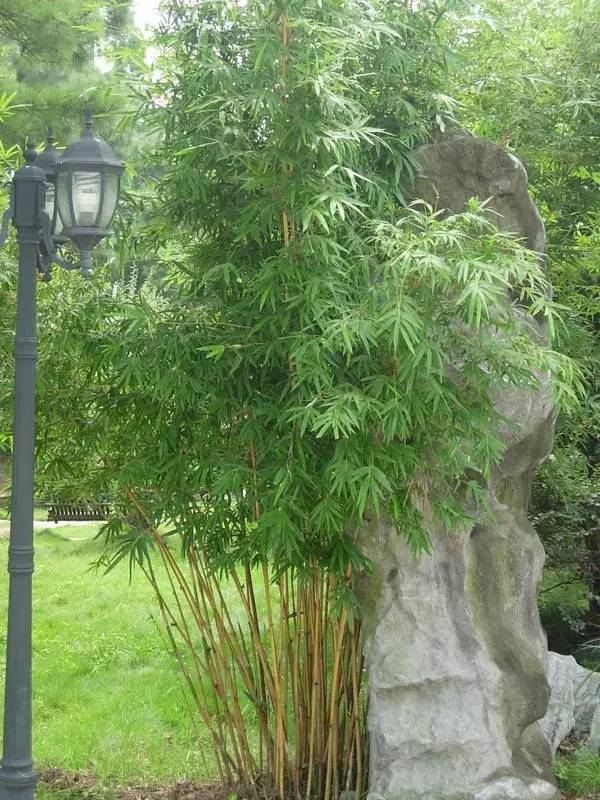 东北能种的竹子,26种竹子大全