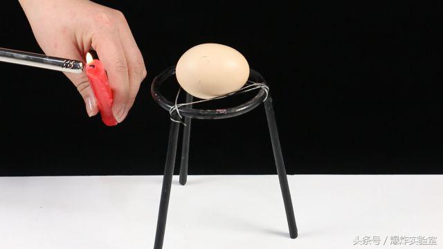 黑蛋为什么那么厉害,黑蛋到底有多聪明