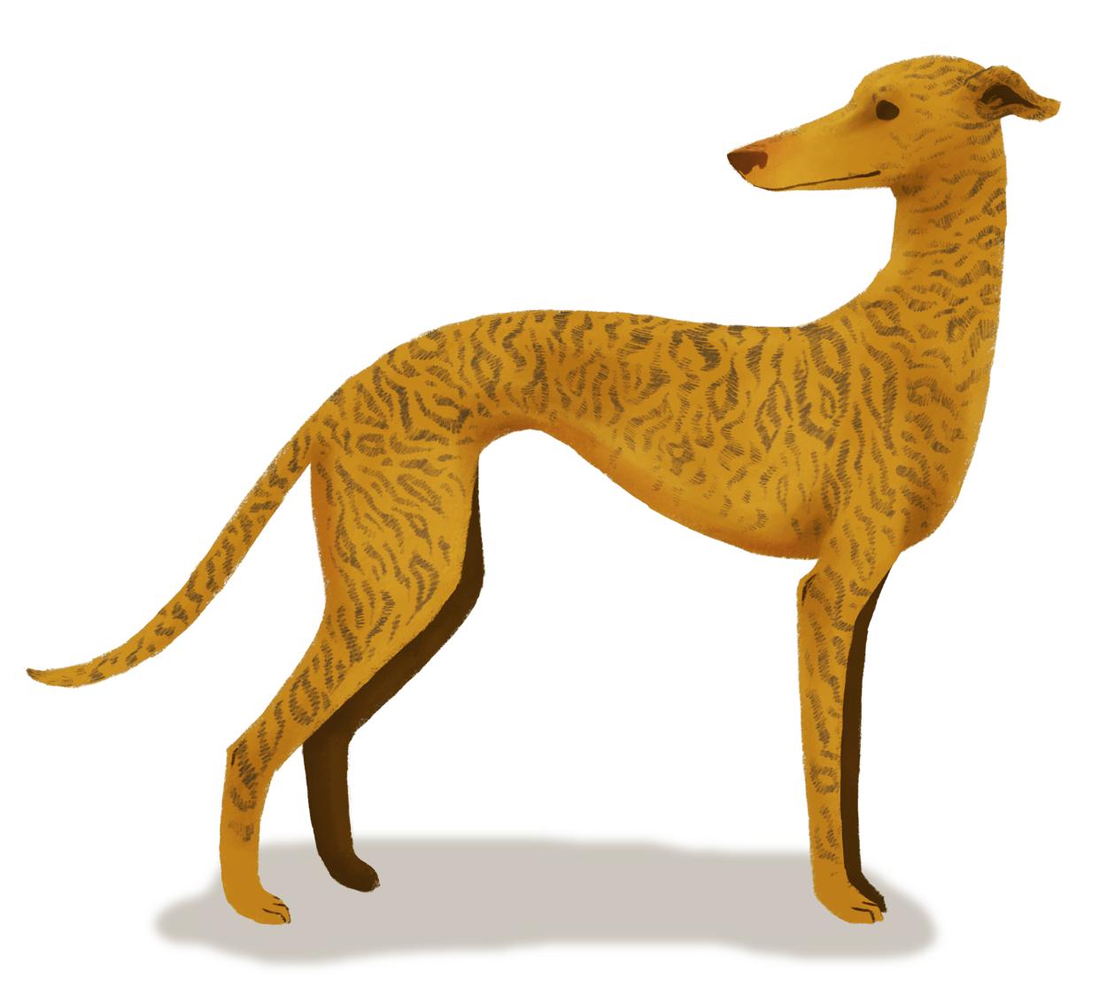 插画师hana美食插画,hannahjesus手绘插画