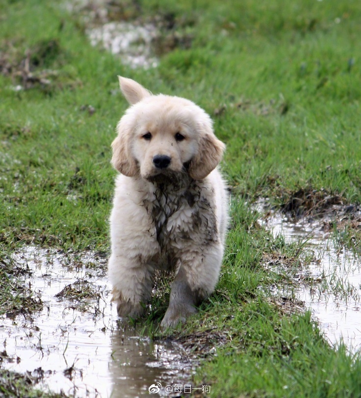 回到城市的狗子,回去过年的狗子