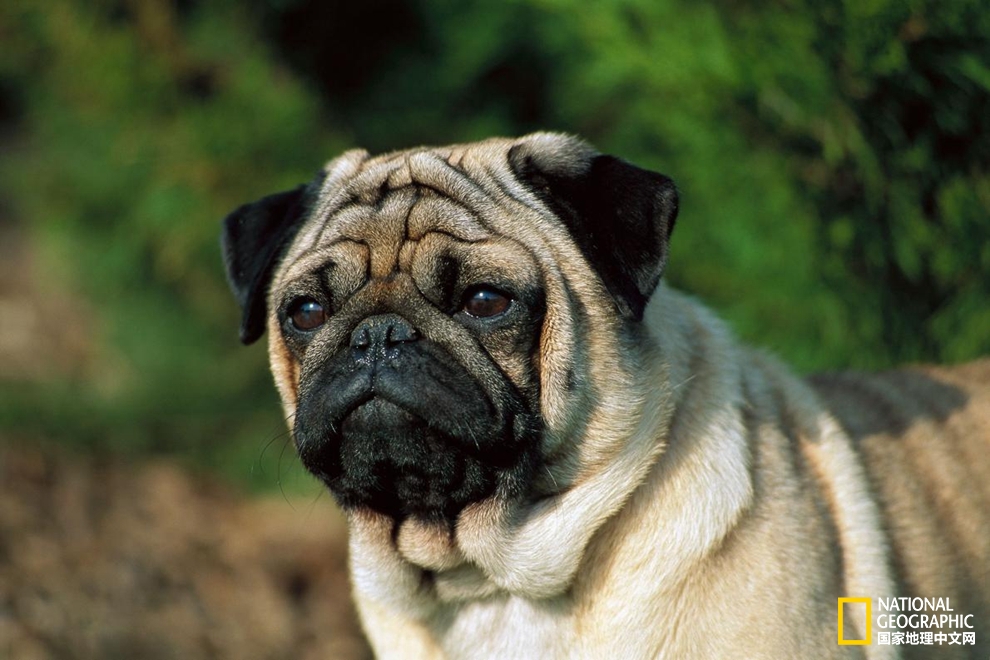 中华哈巴狗是怎么来的,最招人喜欢的哈巴狗是什么品种