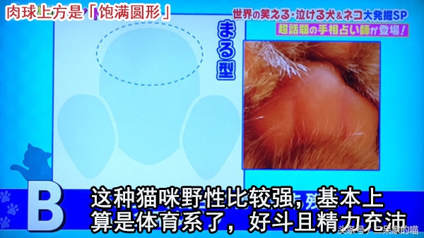 根据猫爪判断性格,怎样看猫咪的爪爪判断性格