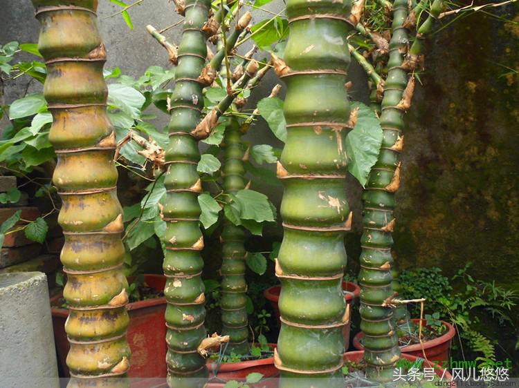 罗汉竹竹笋的功效与功能,毛竹麻竹箭竹楠竹的区别