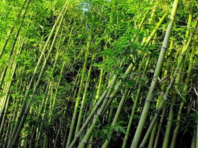 东北能种的竹子,26种竹子大全