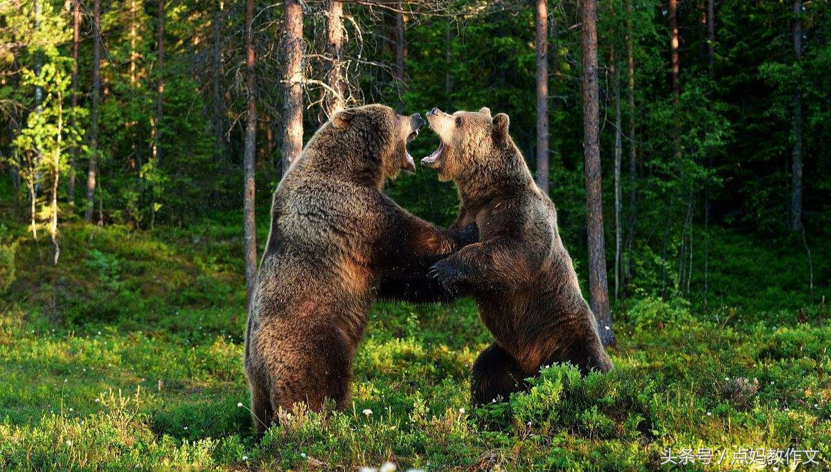 妈妈这样教文章︱二年级生活记趣——《两头熊的战争》