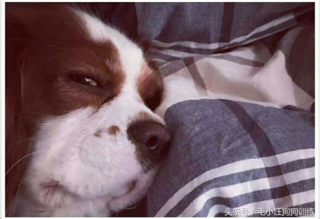 骑士查理小猎犬优缺点,养骑士查理王猎犬是什么样的体验