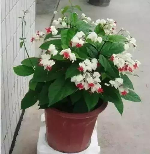 家养绿植花卉施什么肥,花卉绿植养殖方法测评