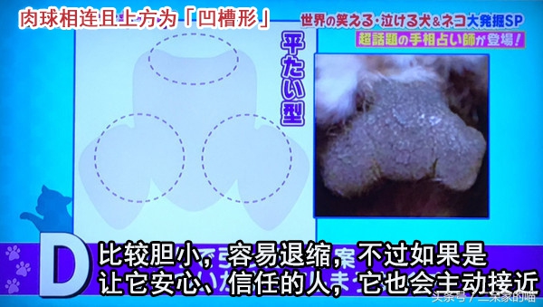 根据猫爪判断性格,怎样看猫咪的爪爪判断性格