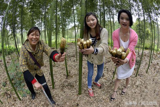 罗汉竹竹笋的功效与功能,毛竹麻竹箭竹楠竹的区别