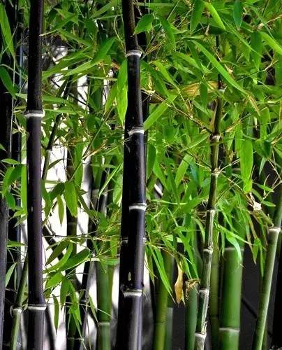 东北能种的竹子,26种竹子大全